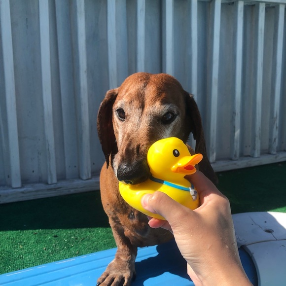 Meet your Posher, Lina - Picture 1 of 2